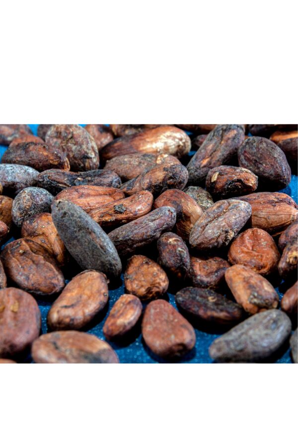 Whole Cocoa Bean - Image 5