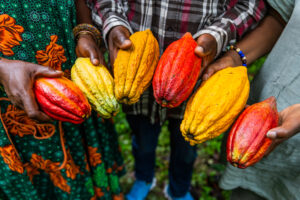 Different types of cocoa