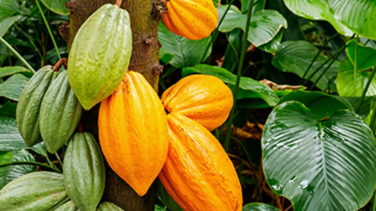 Radad Cocoa products