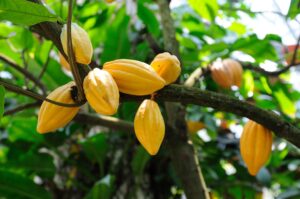 Top five industries that use cocoa