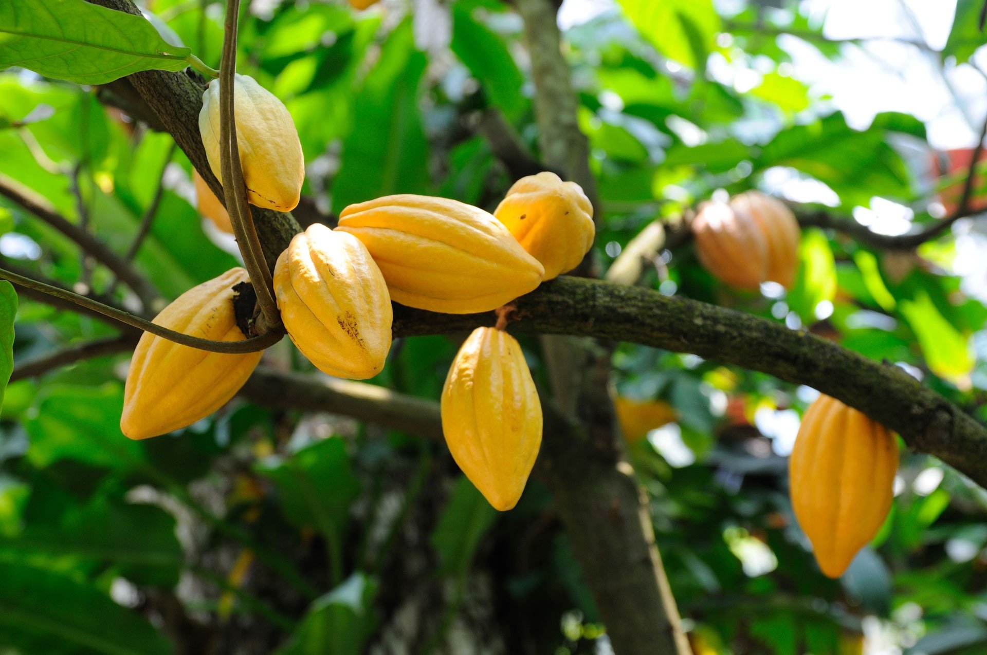 Top five industries that use cocoa