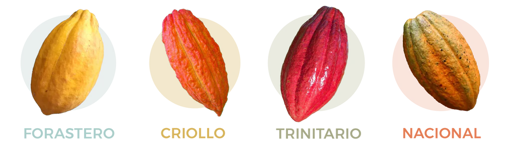 Different varieties of Cocoa | Radad International