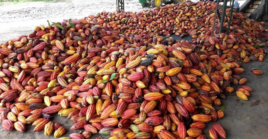 Brazilian Cocoa Beans | Radad International