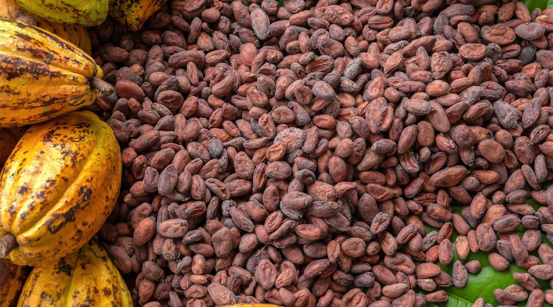 Cameroon Cocoa Beans | Radad International