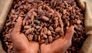 Cocoa bean supplier in Dubai, UAE, Radad International