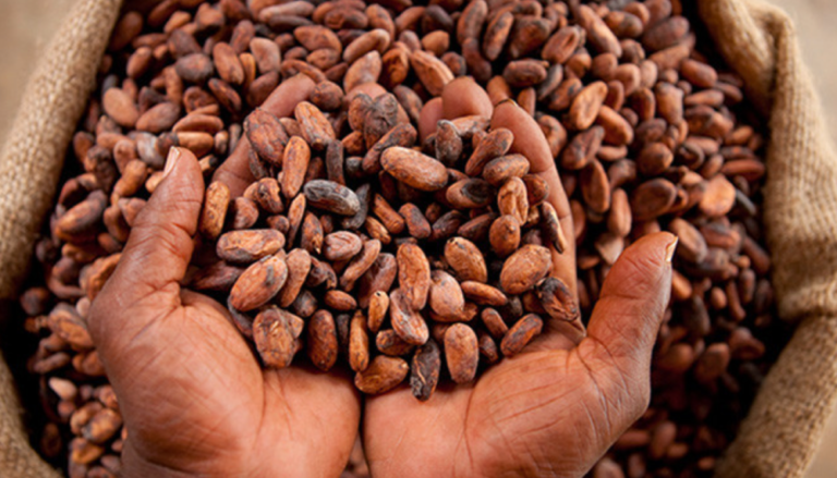 Cocoa bean supplier in Dubai, UAE, Radad International