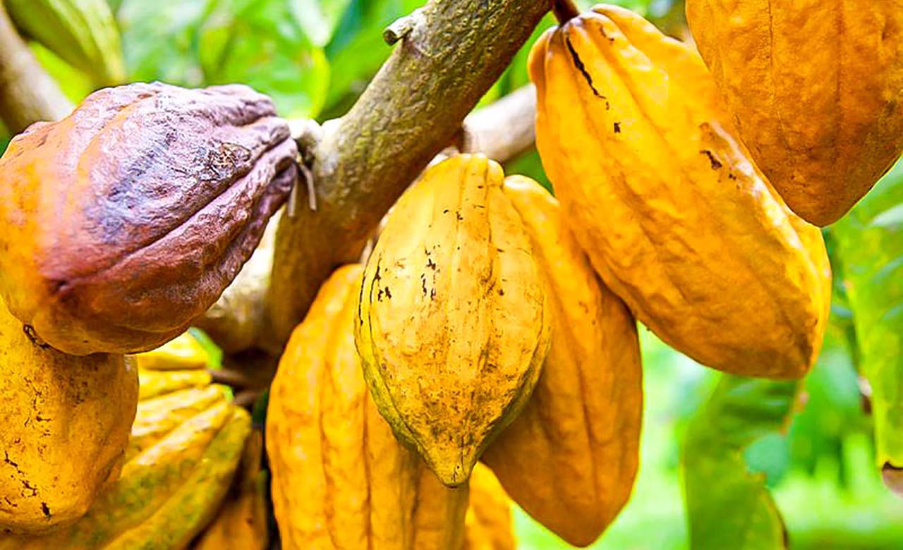 Cocoa from Ivory Coast | Radad International