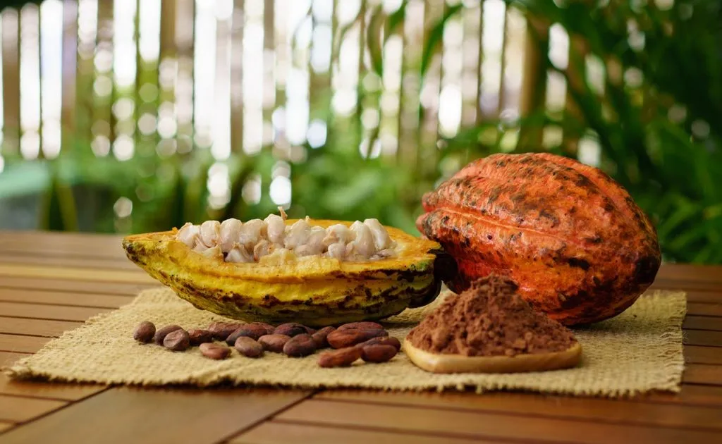 Indonesia cocoa beans | Radad International