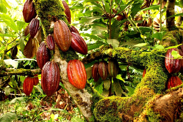 Nigeria cocoa beans in the farm | Radad International
