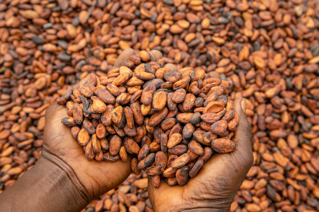 Premium Cocoa Beans from Ghana - Radad International