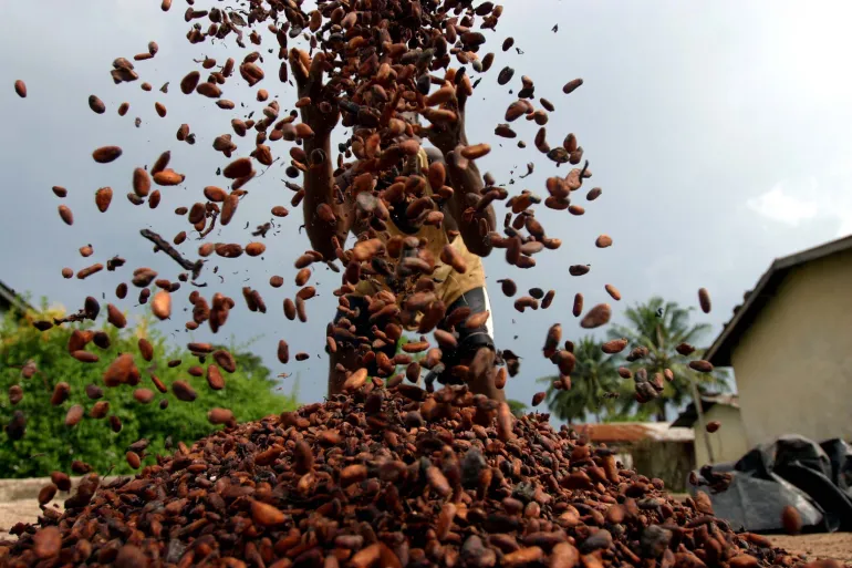 Premium cocoa for chocolate