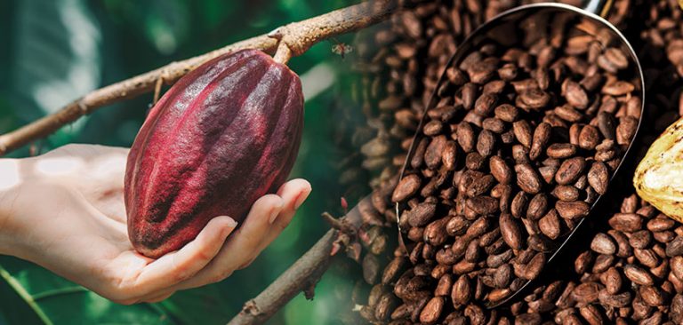 Cocoa Beans Supplier in Dubai, UAE