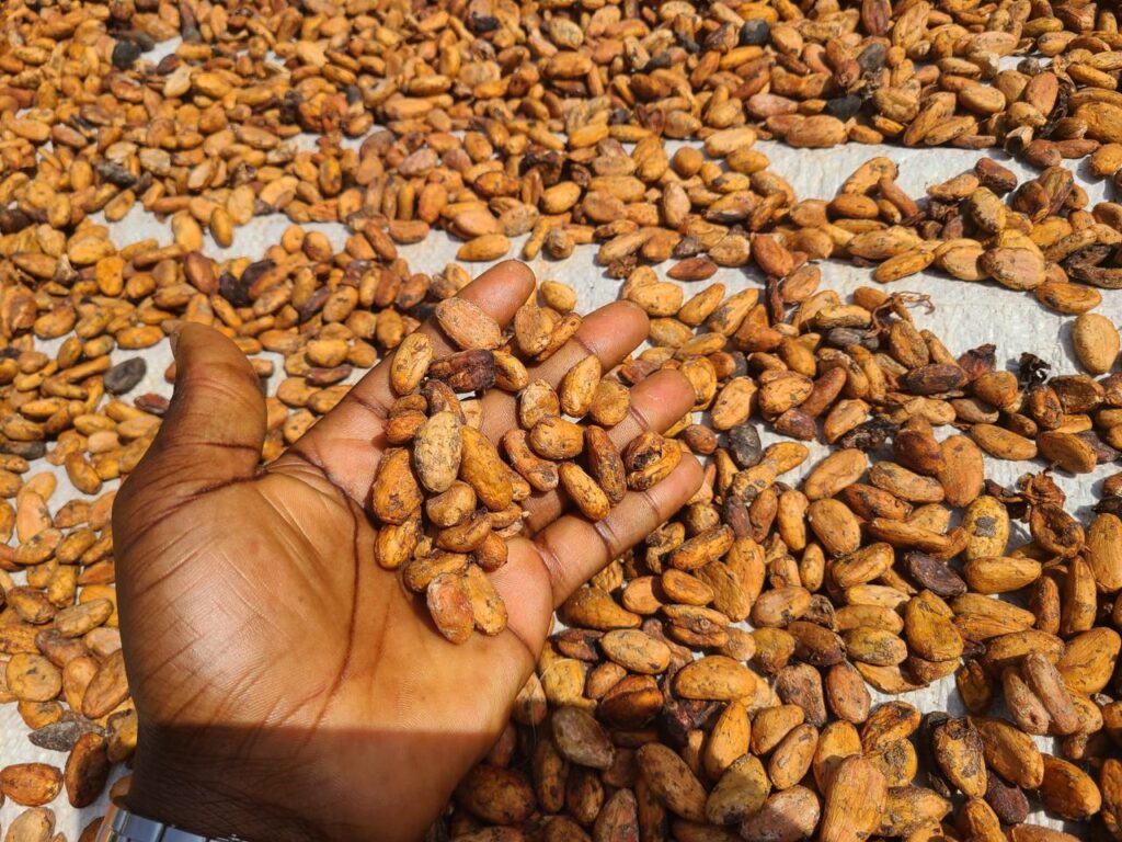 Organic Bulk Cocoa Beans in UAE – What You Need to Know Before You Buy Radad Intenational