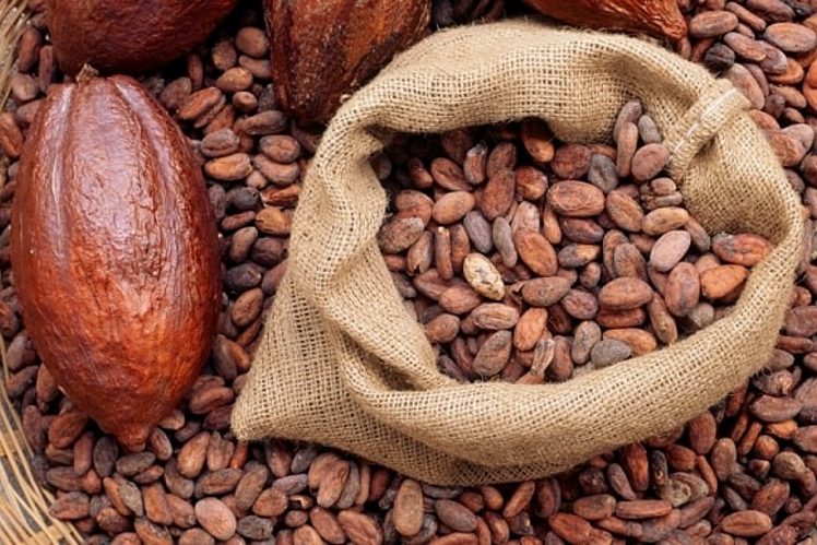 Single origin Cocoa beans from Africa in a sac, Radad International