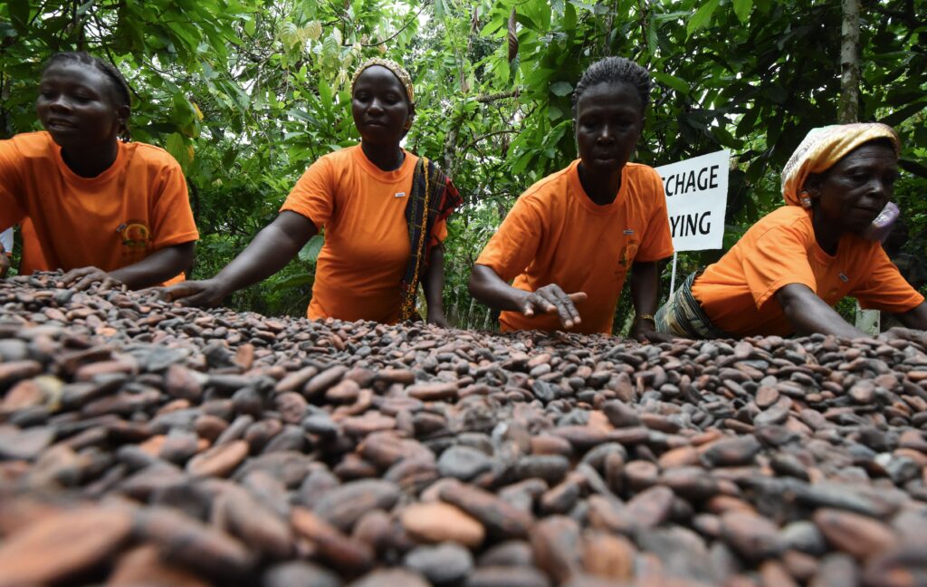 UAE chocolate market challenges and African women drying cocoa beans outside | Radad International