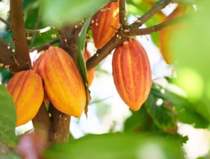 Premium african cocoa beans on pods forasterio Radad