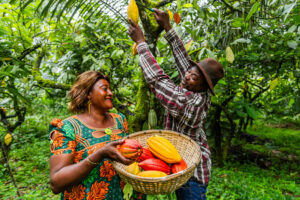 African Cocoa Beans exporters and suppliers, from farm to market with complete traceability