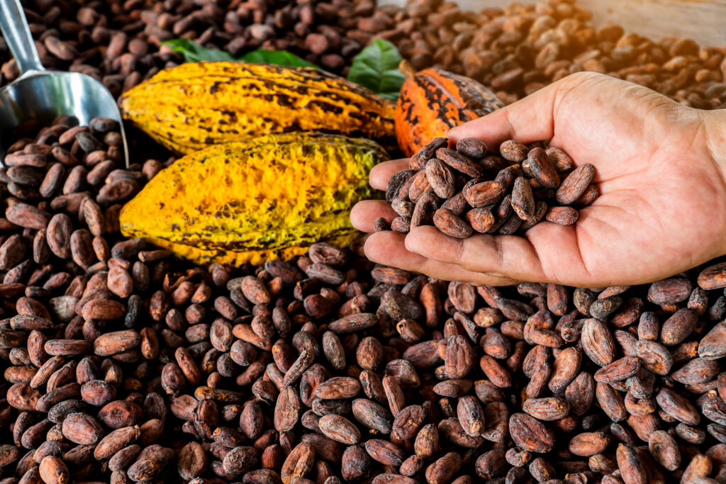 African Cocoa beans and cocoa pod on a wooden surface Reliable and trusted cocoa beans suppliers and exporters