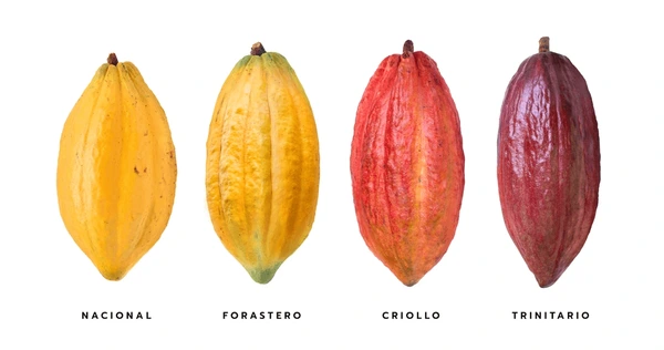 Variety of cocoa beans Forastero criollo trinitario nacional