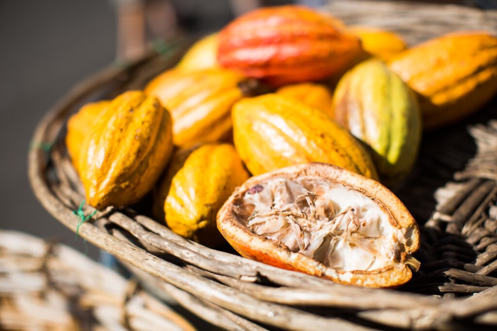 African cocoa beans with cocoa pods. How to buy and export cocoa from Africa in bulk quantities Radad International
