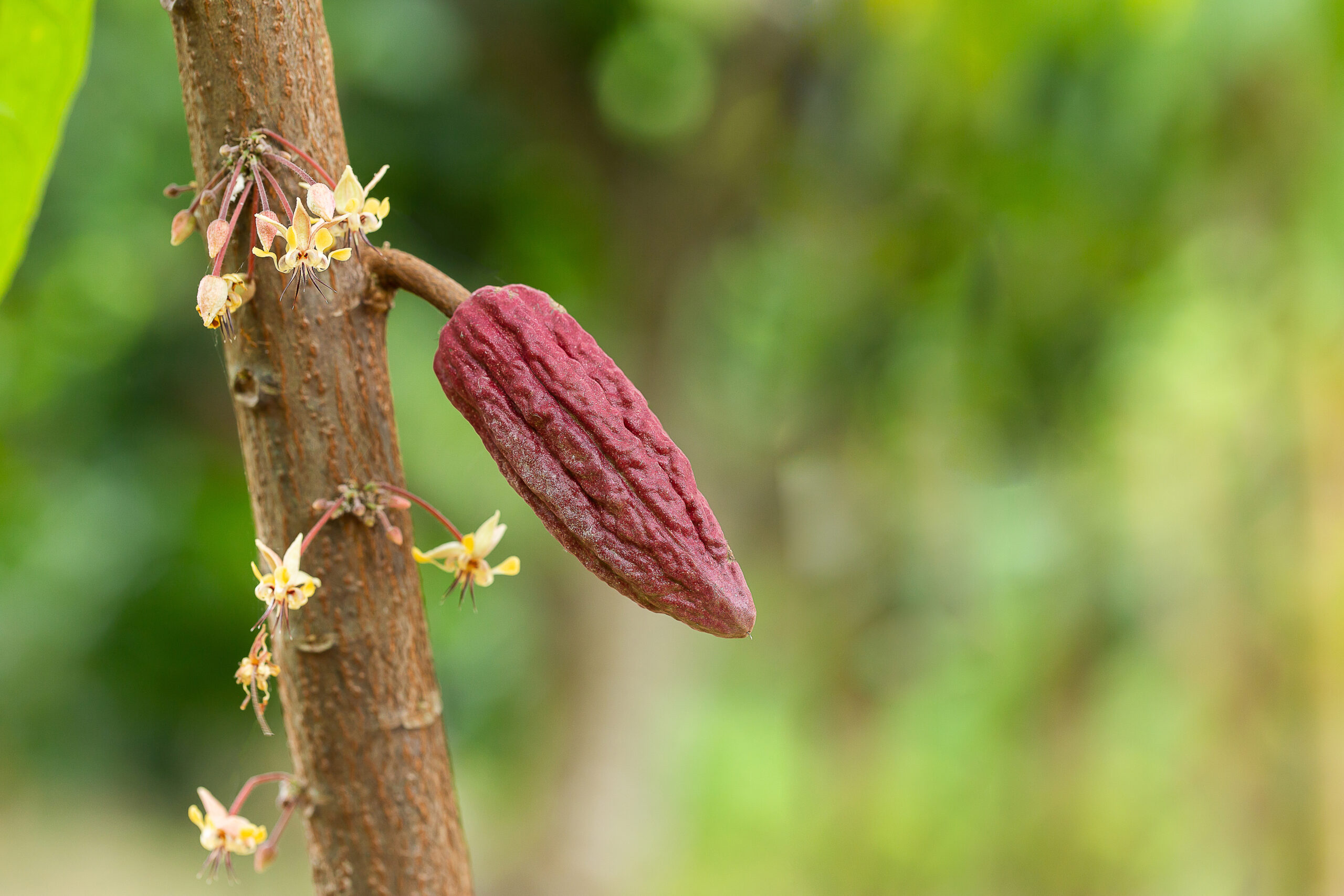 Photo of cacao tree trunk showing tiny cacao flowers blooming alongside young green pods in early development stages Radad International