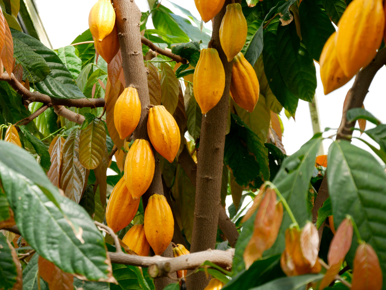 A close up shot of a cocoa pods in the farm | Radad International