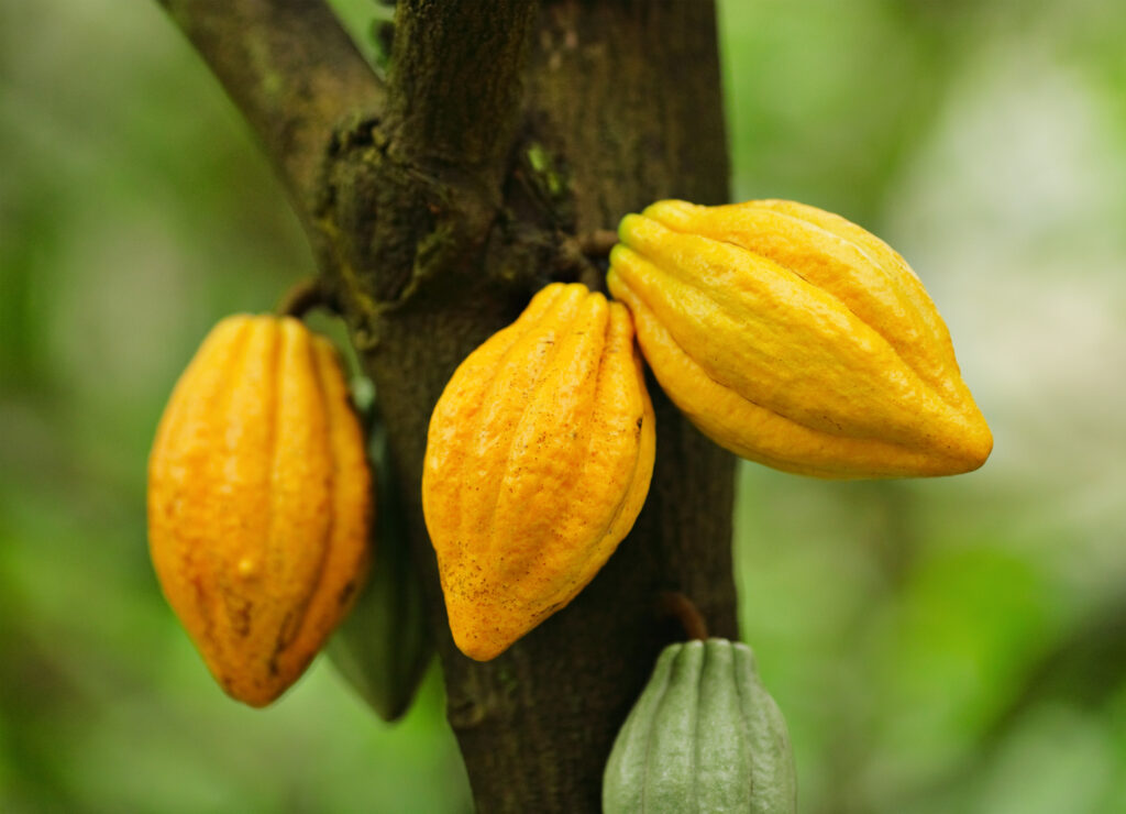 Forastero Cocoa pods on a tree | Radad International