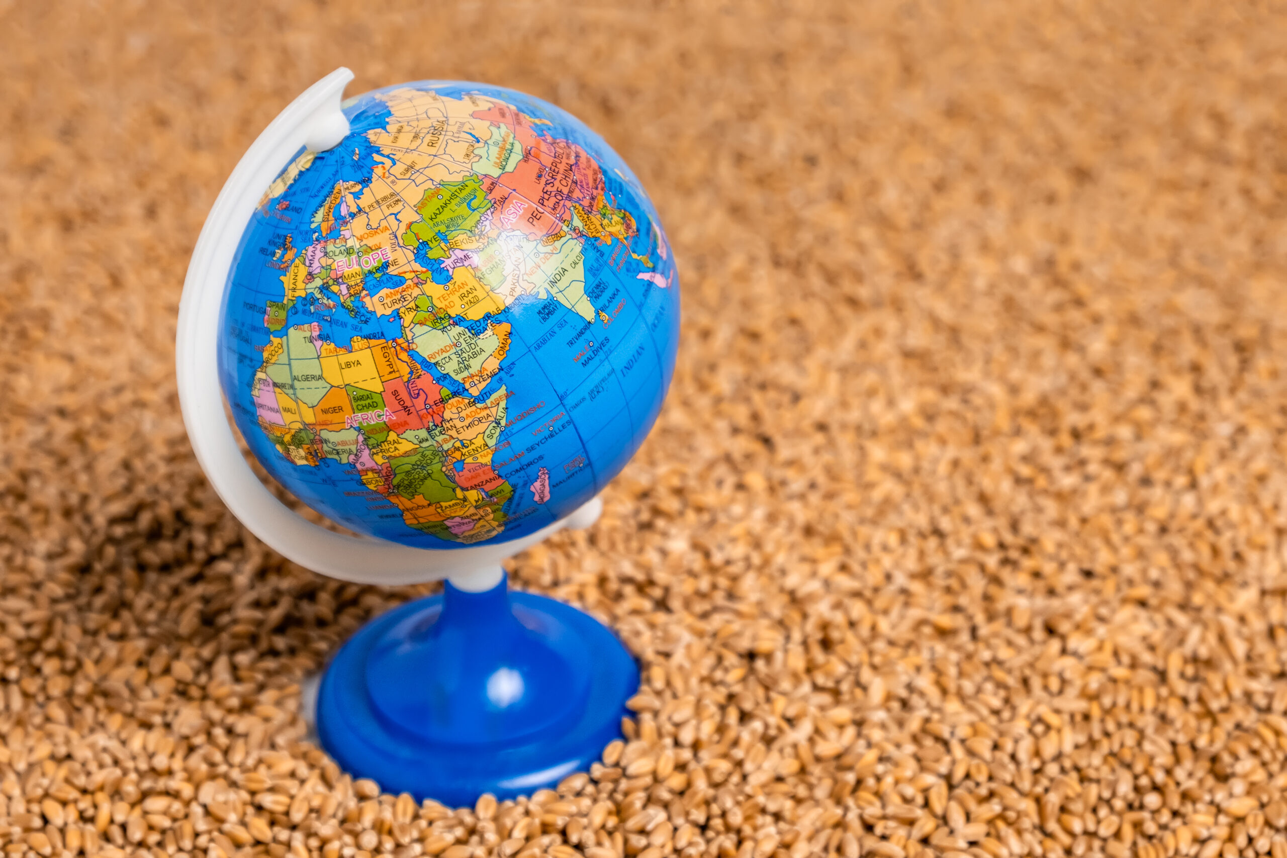 Global cocoa market report 2026 Radad International