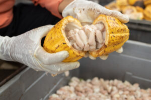 cocoa contaminants and specifications
