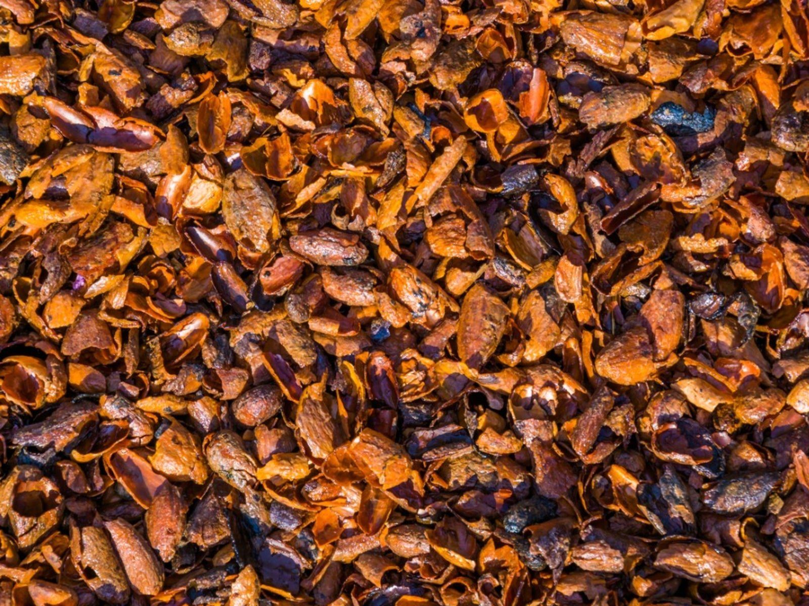Roasted cocoa bean shells after winnowing
