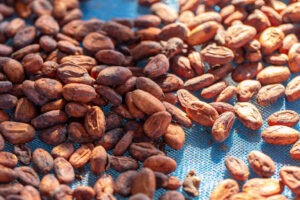 Raw cocoa beans and an open cocoa pod on a wooden surface
