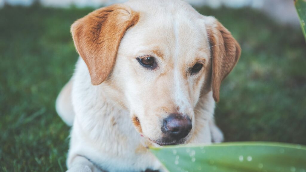 A golden retriever lying on a lawn