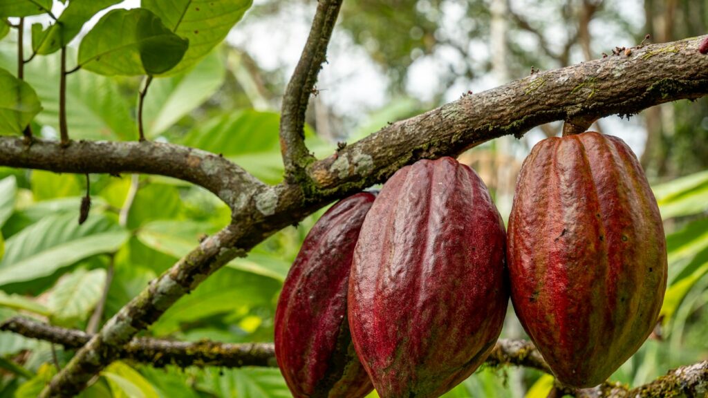Cocoa pods growing on a cacao tree