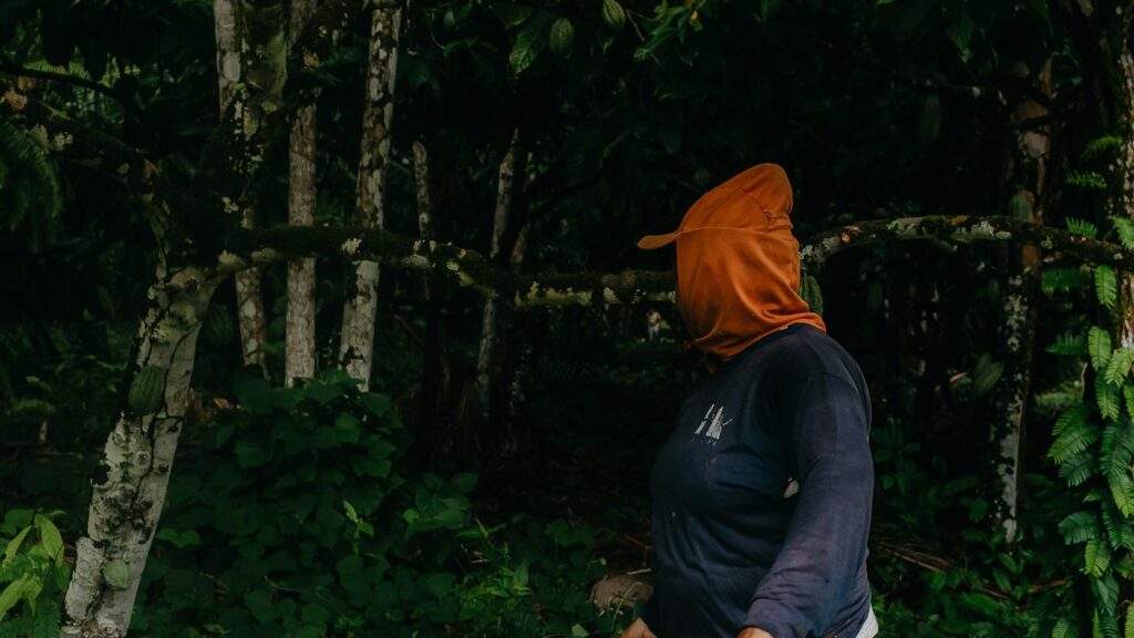 A worker collecting cocoa pods in a tropical plantation