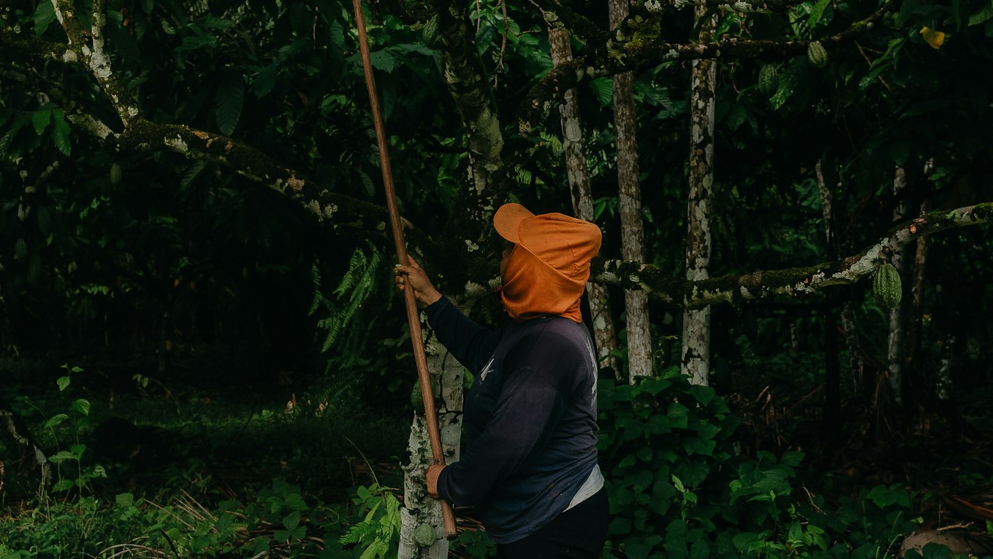 A farmer harvesting cocoa pods with a long pole