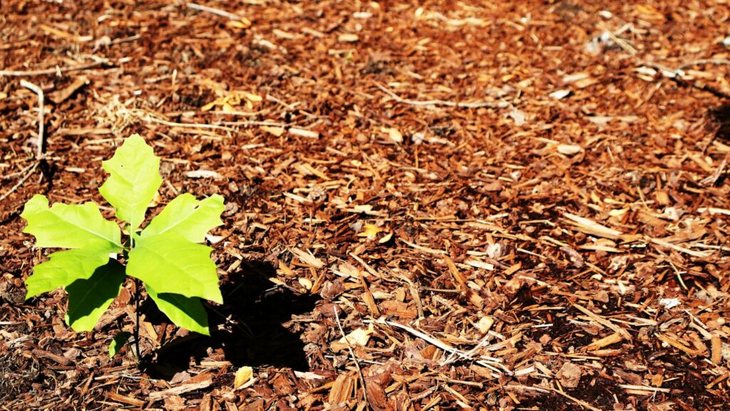 A young plant growing through a layer of brown garden mulch